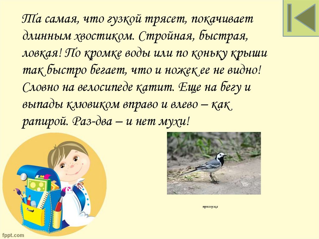 трясогузка