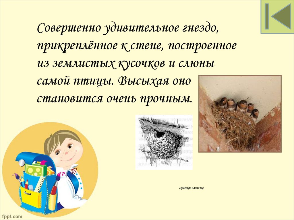 городская ласточка