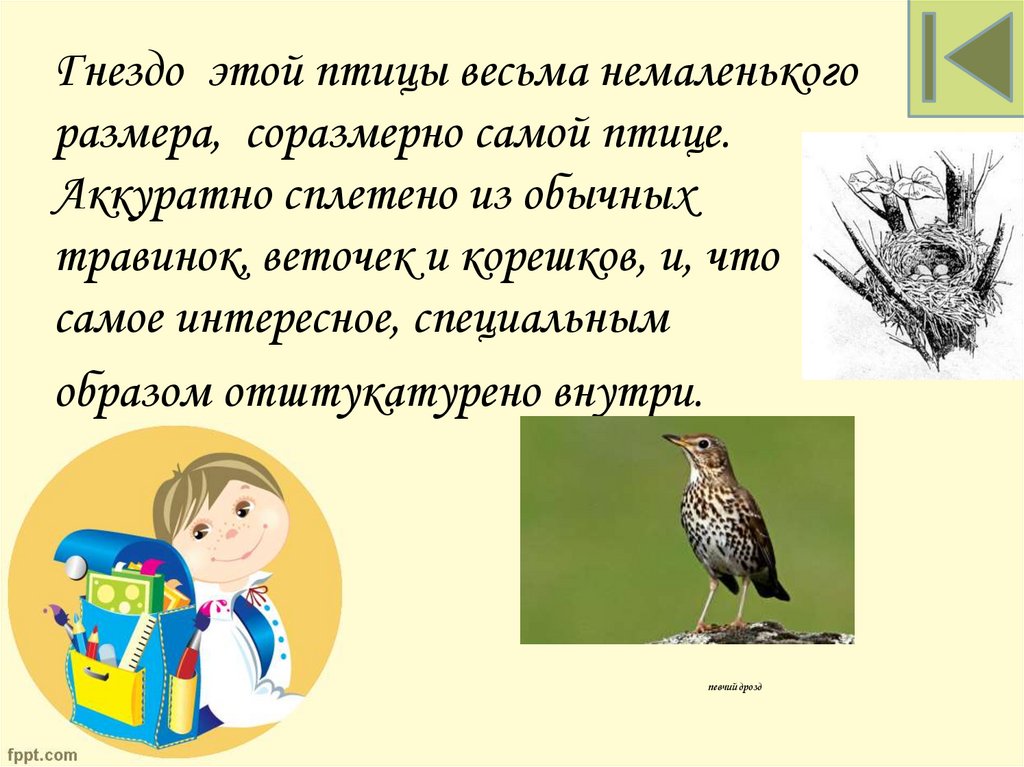 певчий дрозд