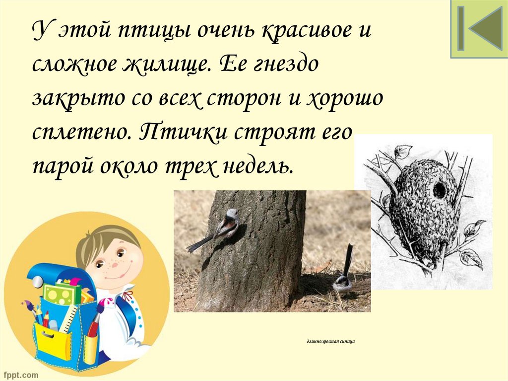 длиннохвостая синица