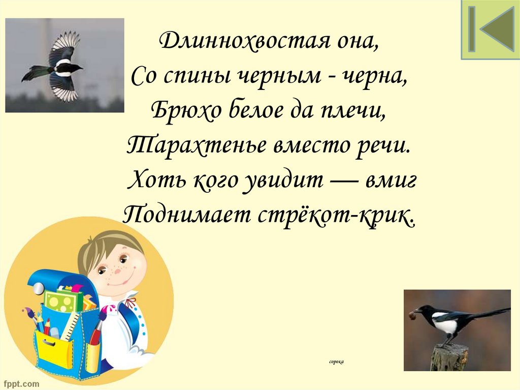 Длиннохвостая она, Со спины черным - черна, Брюхо белое да плечи, Тарахтенье вместо речи. Хоть кого увидит — вмиг Поднимает