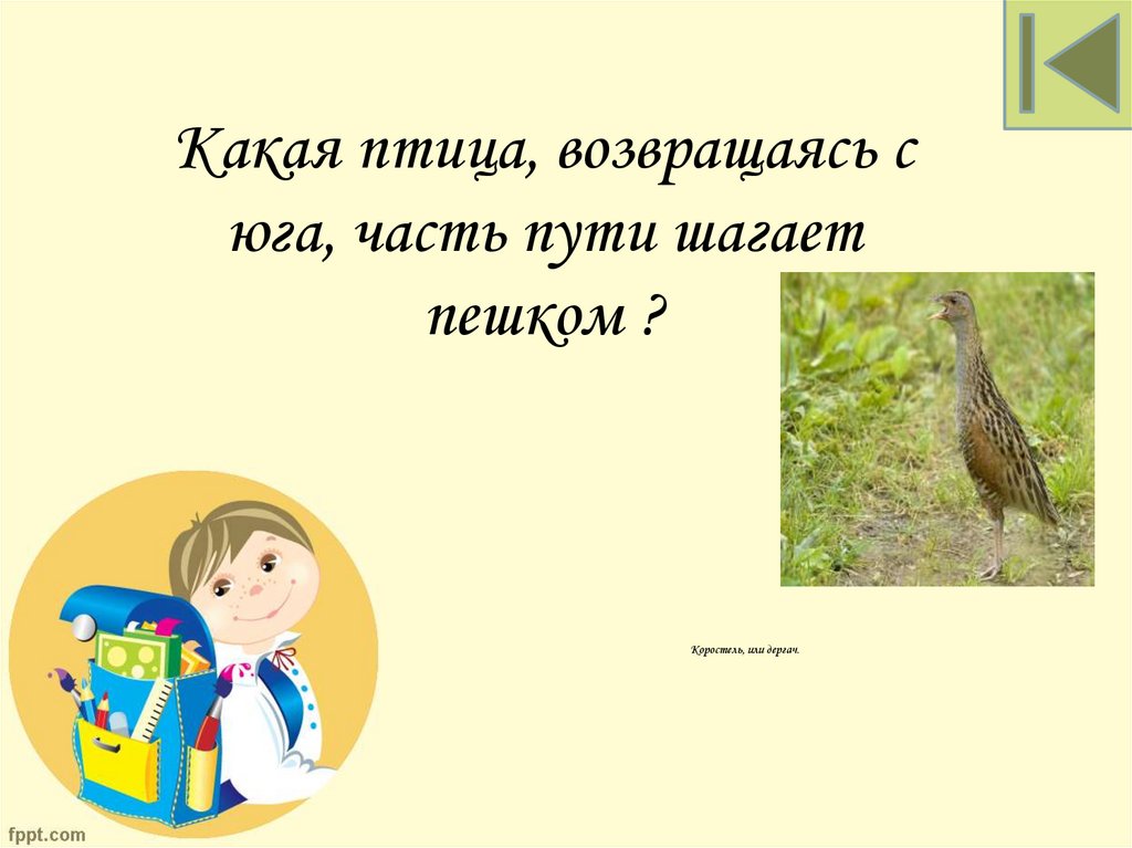 Коростель, или дергач.