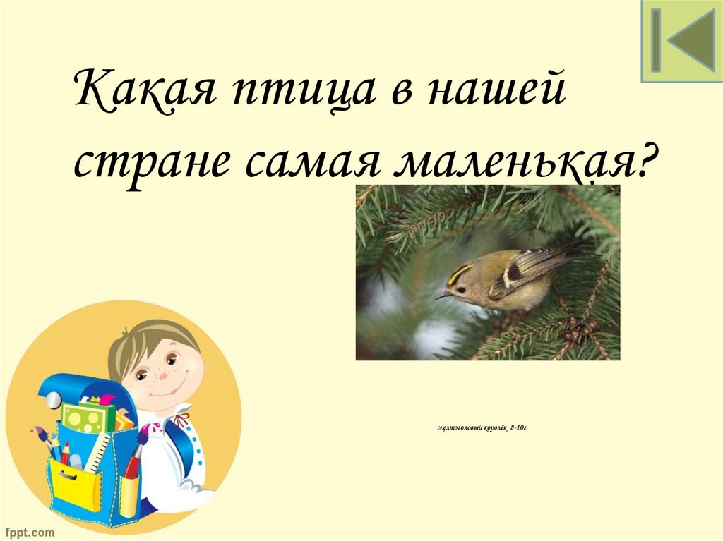 желтоголовый королёк 8-10г