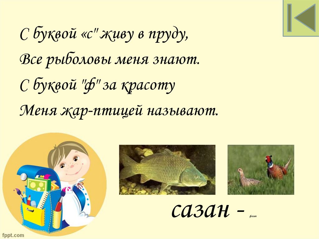 сазан - фазан