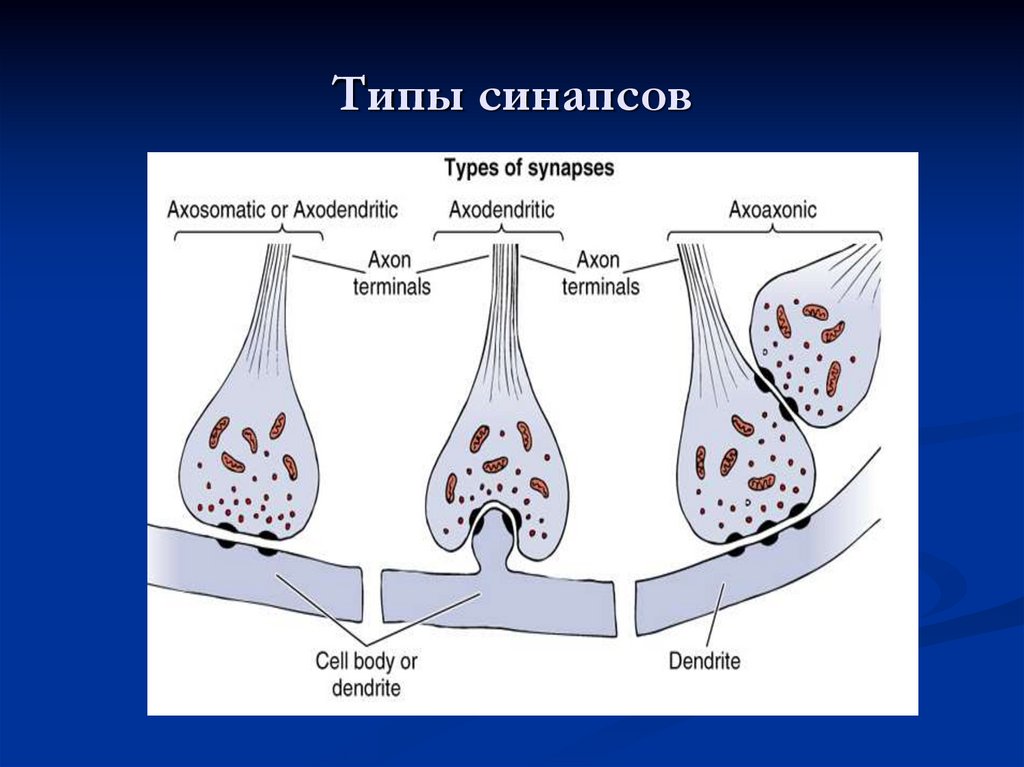 Аксосоматический синапс схема