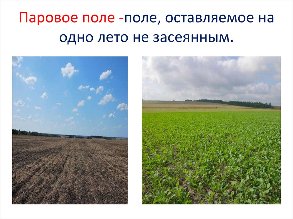 Заняли пол поля. Паровое поле. Паровое поле картинка. Паровое поле картинка для детей. Засеянные поля предложение.