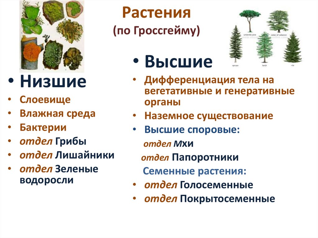 Систематика растений 5 класс