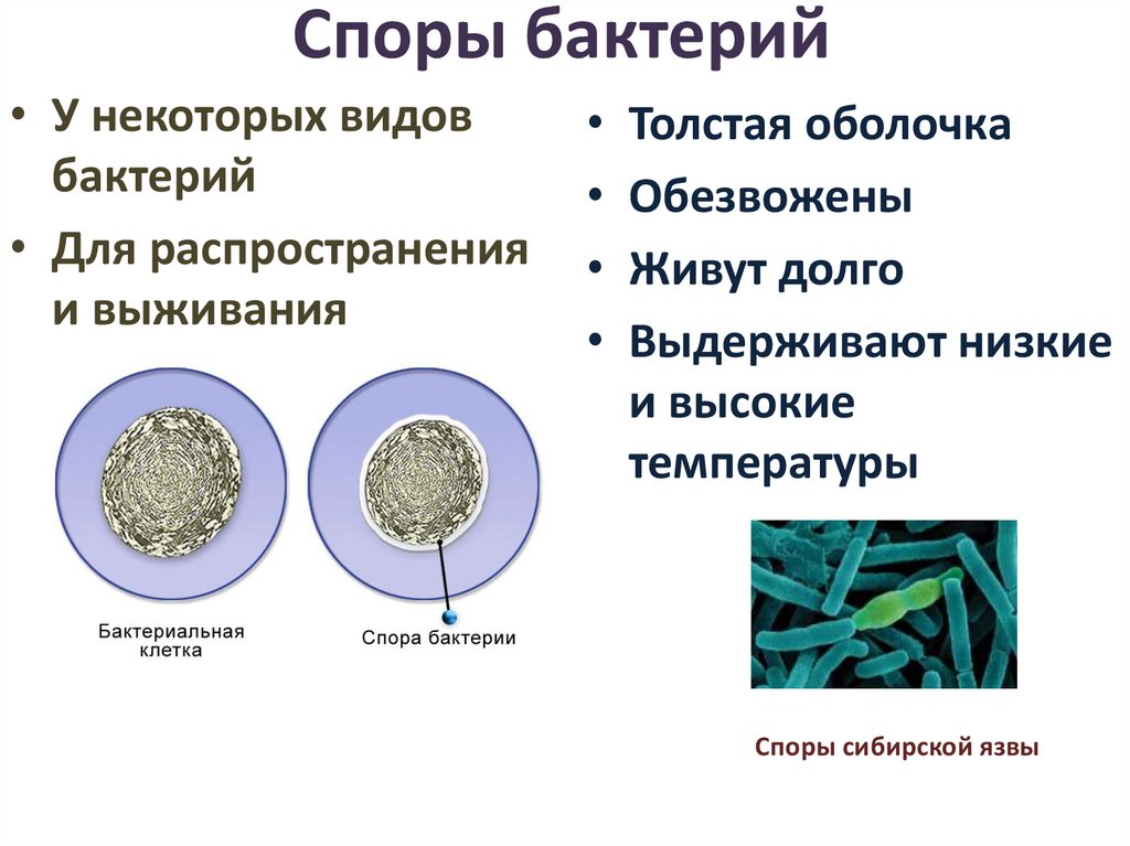 Схема образования спор у бактерий. Спора бактерии.