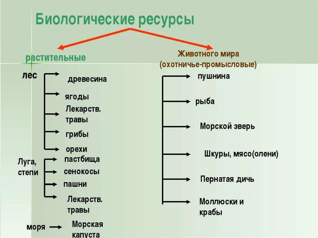 Что из перечисленного относится к природным. Биологические ресурсы России. Биологические ресурсы схема. Растительные биологические ресурсы. Биологические ресурсы таблица.