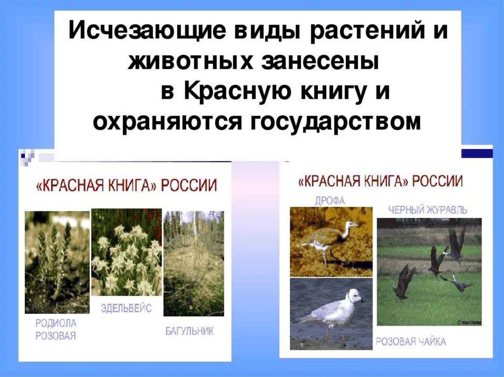 Какой вид животного охраняется. Биологические ресурсы охрана растительного и животного мира. Охрана животных и растений. Виды растений и животных. Исчезающие виды растений.