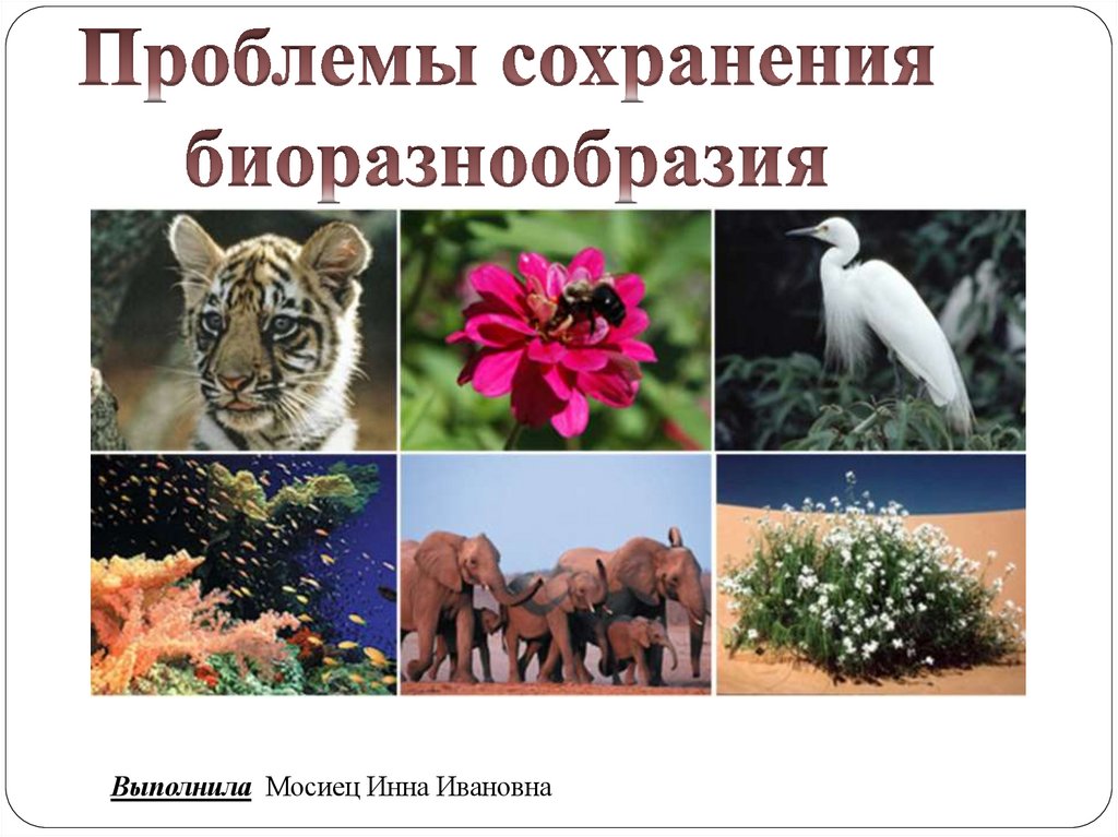 Многообразие биологических видов. Биологическое разнообразие. Разнообразие животных и растений. Представители Флоры и фауны. Виды биоразнообразия.