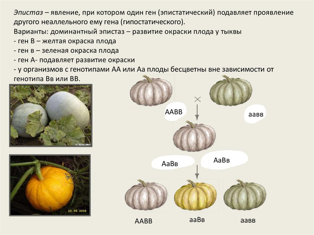 Взаимодействие генов расщепление. Взаимодействие генов презентация. Презентация взаимодействие неаллельных генов 10 класс. Взаимодействие неаллельных генов. Взаимодействие генов. Генетика пола..