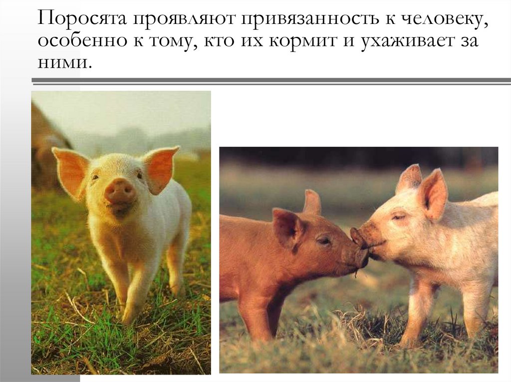 Свинья окружающий мир 3 класс. Свинья для презентации. Кабан и свинья. Сравнение кабана и свиньи. Одомашненная свинья.