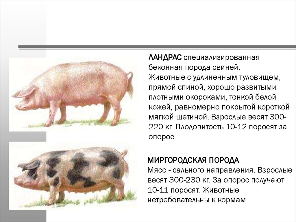 Направление пород свиней. Ландрас порода свиней характеристика. Мясная порода свиней ландрас. Поросята ландрас описание породы. Породы свиней мясные беконные сальные.