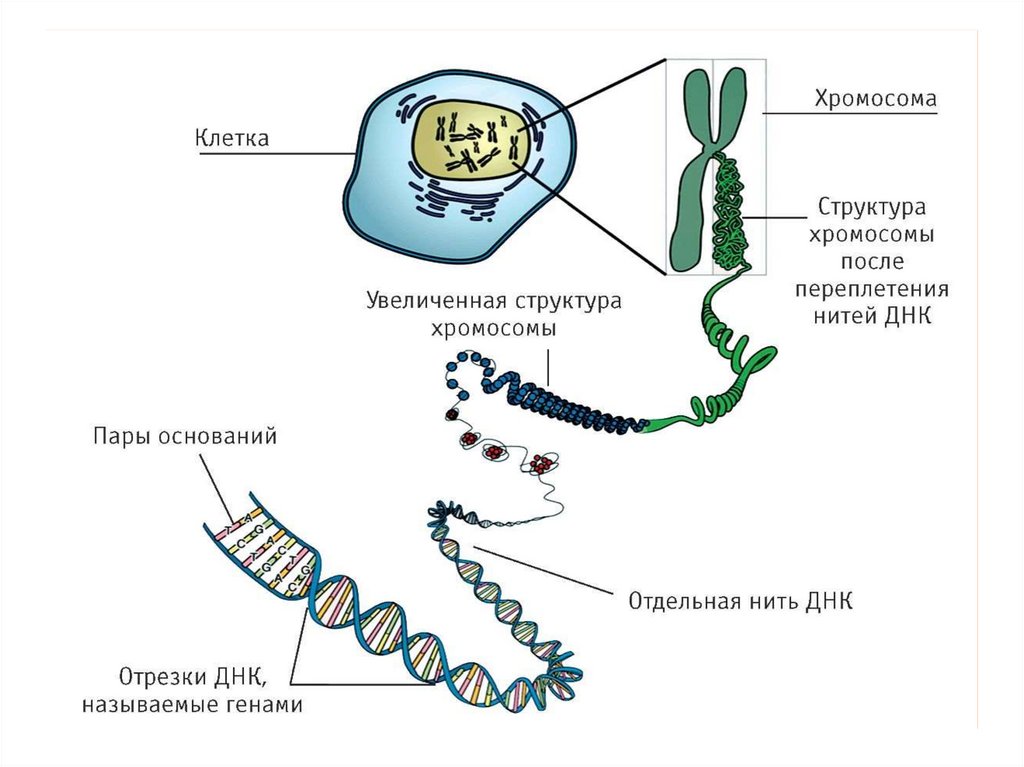 Одна из цепей днк имеет последовательность нуклеотидов цат ггц тгт