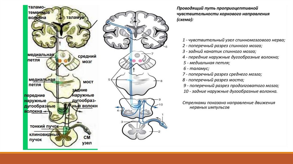 Блок схема проприоцептивного анализатора