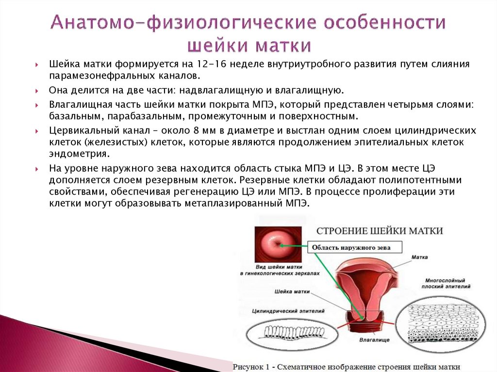 Лечение фоновых заболеваний шейки матки