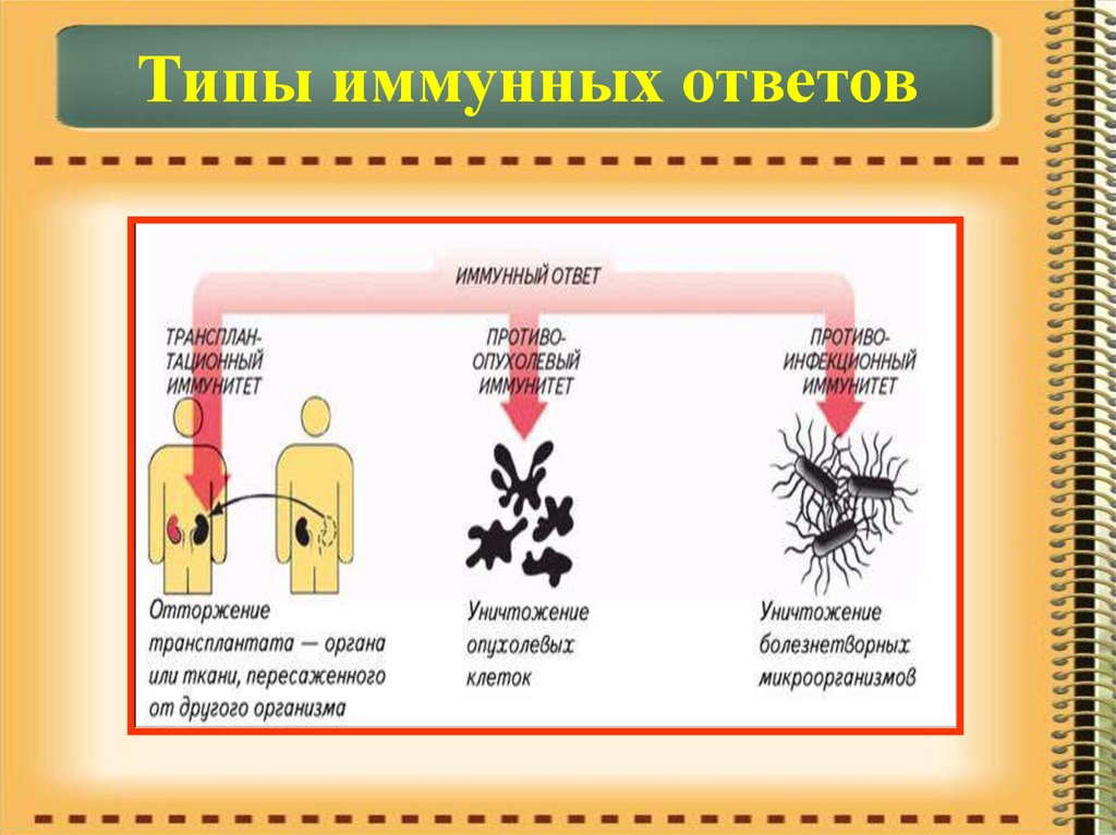 Иммунитет нарушения иммунной системы человека вакцинация 8 класс презентация пасечник