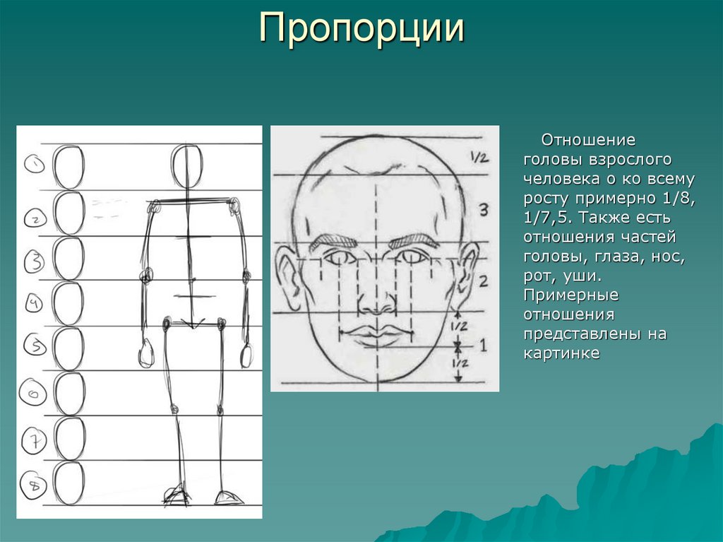 Сколько весит голова человека в среднем