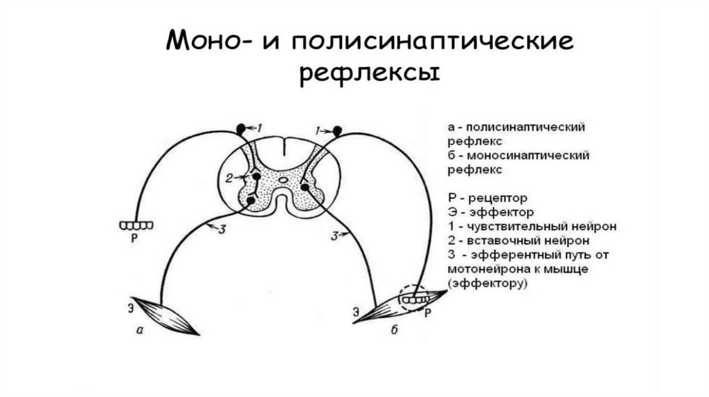 Моно и полисинаптические рефлексы