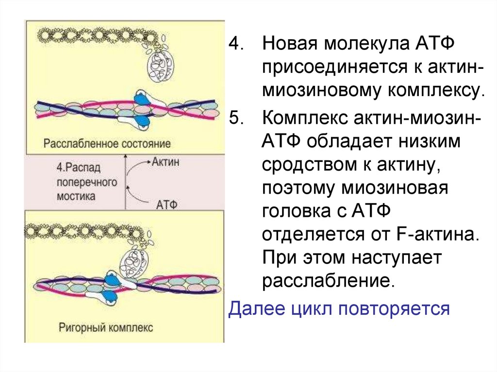 Сокращение актина и миозина. Актин миозин биохимия. Сокращение мышц актин и миозин. Структура актина и миозина. Строение актина и миозина.