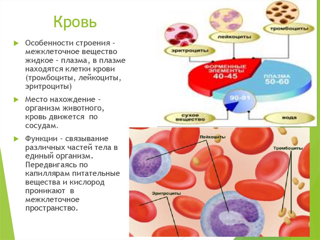 Эритроцит функции клетки. Особенности строения крови. Строение крови человека. Особенности клеток крови. Особенности строения и функции клеток крови.