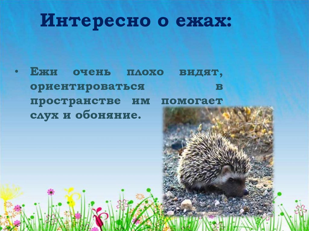 Рассказ про ежа. Ежик описание. Факты о ежах. Интересные сведения о ежике. Ежи презентация.