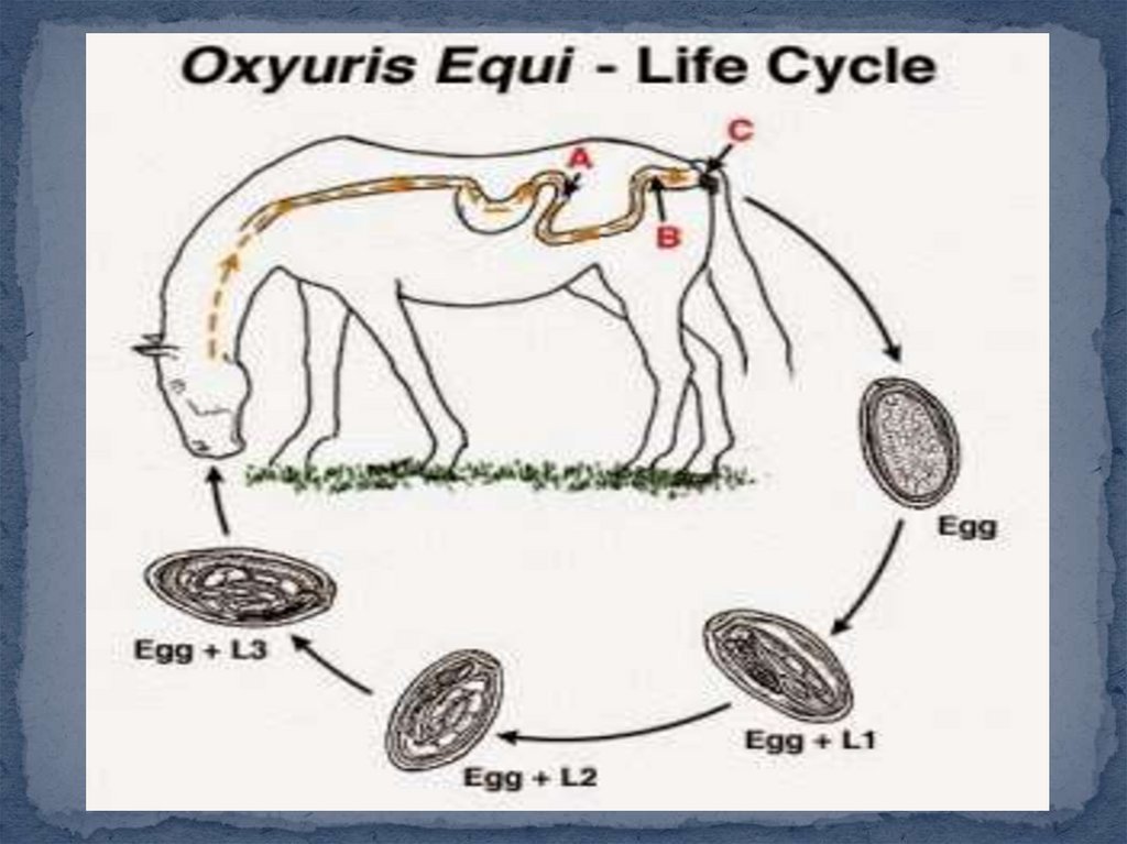 oxyuris equis a giardia jelentése
