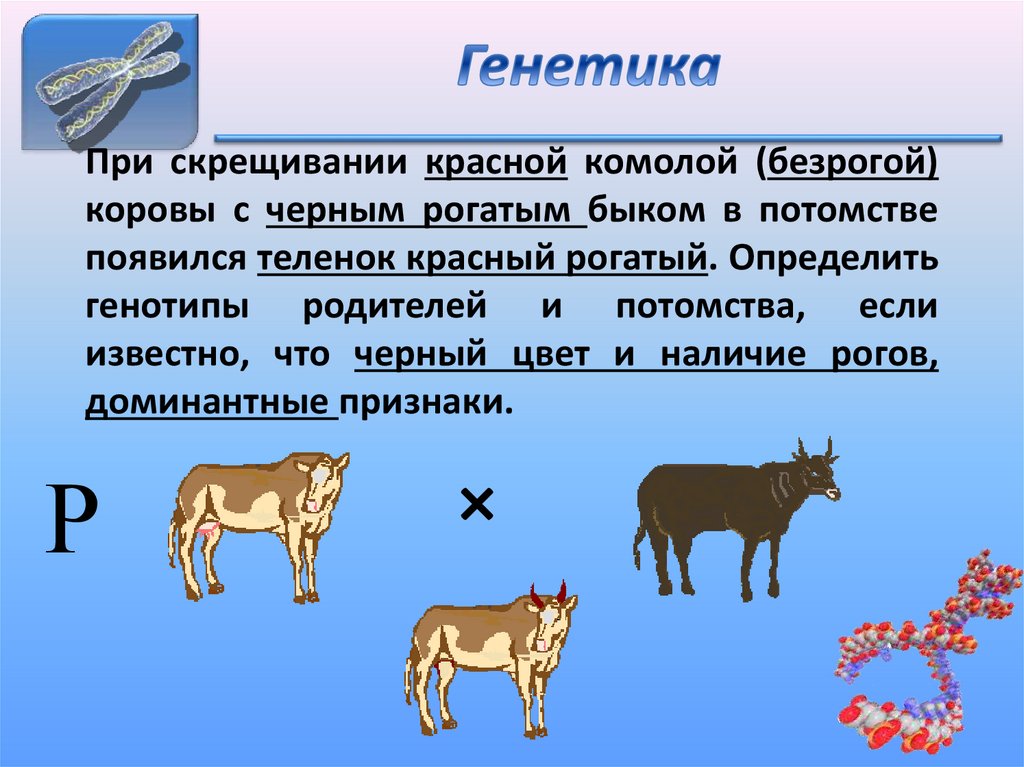 При скрещивании двух черных морских свинок у них родились черные и белые детеныши схема скрещивания