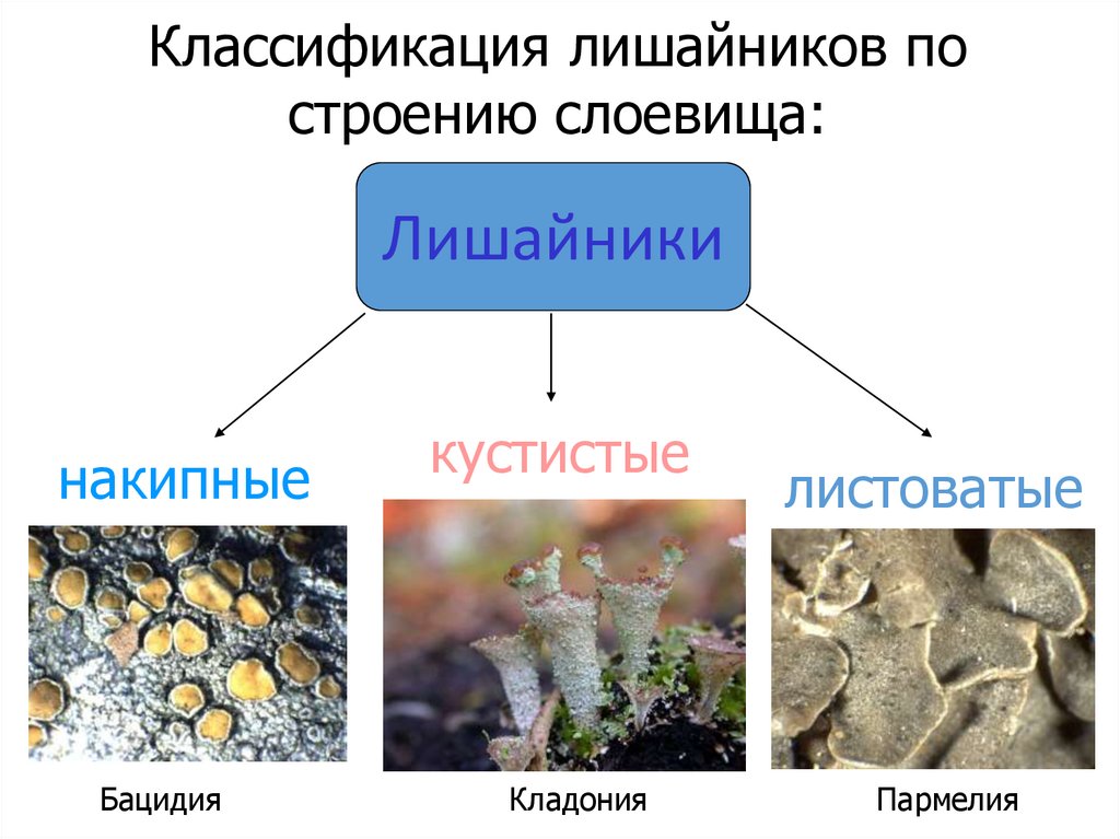 Впр 5 класс биология лишайники растения животные. Классификация лишайников. Типы слоевищ лишайников. Систематика лишайников. Внешнее строение лишайников.