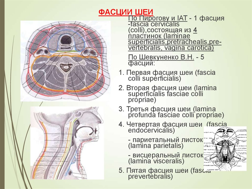 Фасции и клетчаточные пространства шеи схема