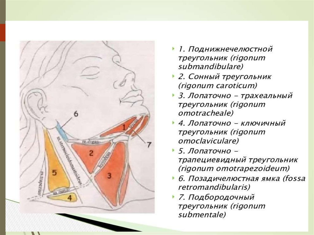 Фасции шеи по шевкуненко рисунок