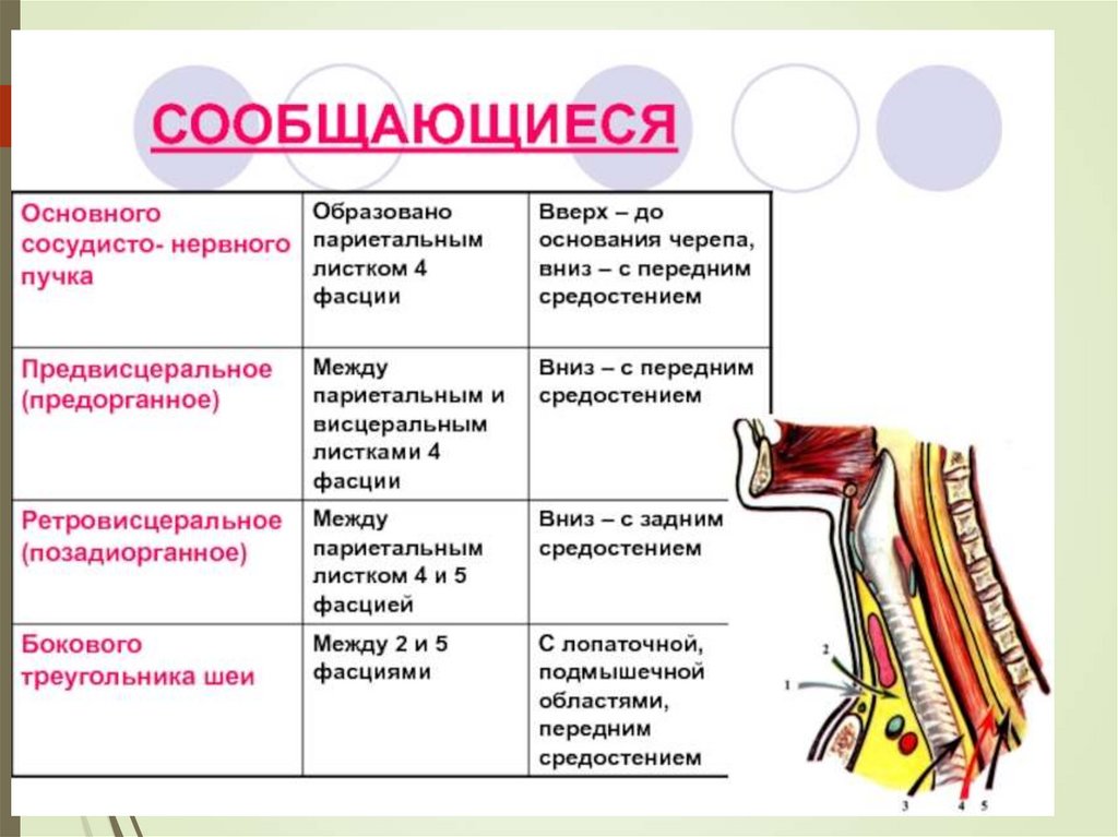 Пространства шеи. Клетчаточные пространства шеи таблица. Клетчаточные пространства головы и шеи таблица. Глубокие клетчаточные пространства шеи. Сообщающиеся пространства шеи.