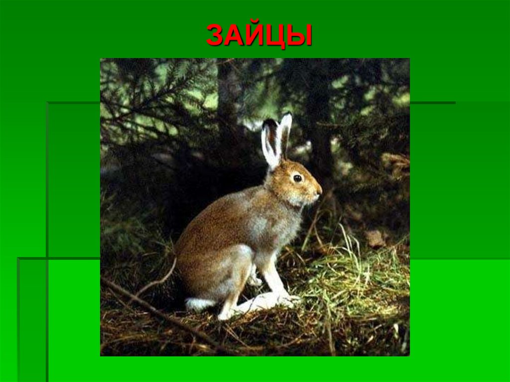 ЗАЙЦЫ
