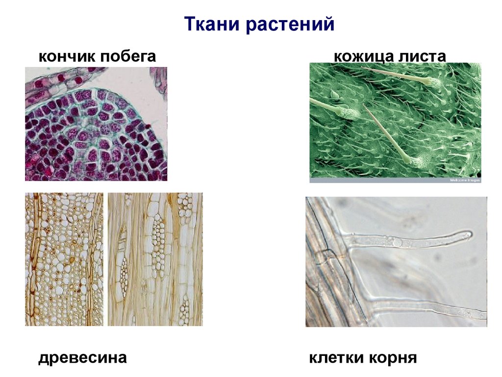 Подцарство одноклеточные 5 класс биология пасечник презентация