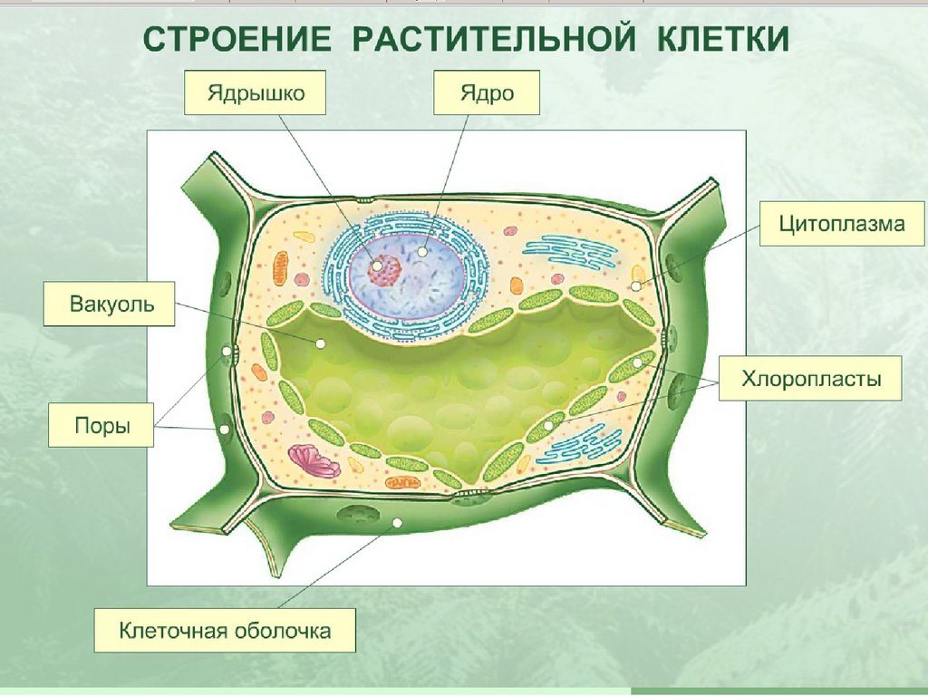 Подцарство одноклеточные 5 класс биология пасечник презентация