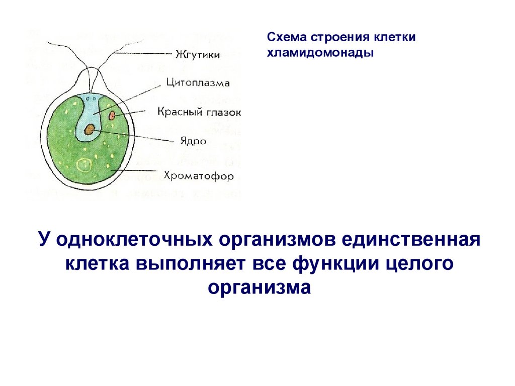 Многоклеточные организмы схема