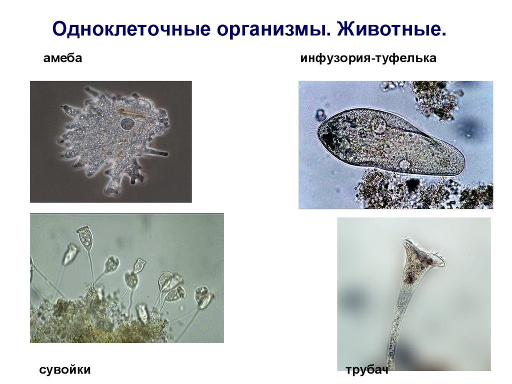 Презентация на тему одноклеточные и одноклеточные организмы 5 класс