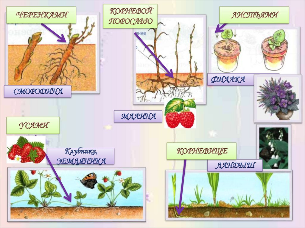 Способ растений. Размножение растений. Растения которые размножаются. Размножение растений 3 класс. Размножение растений частями.