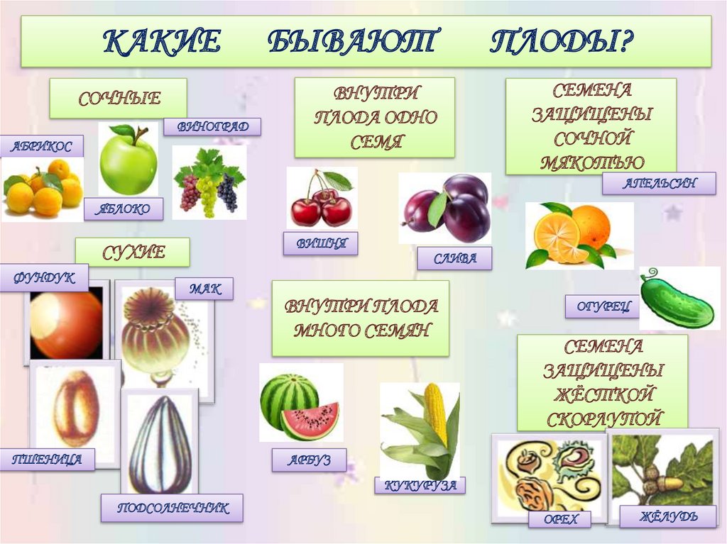 Что является признаком плодов растений. Плоды, классификация плодов 6 кл биология. Плоды растений. Названия плодов растений. Какие бывают плоды у растений.