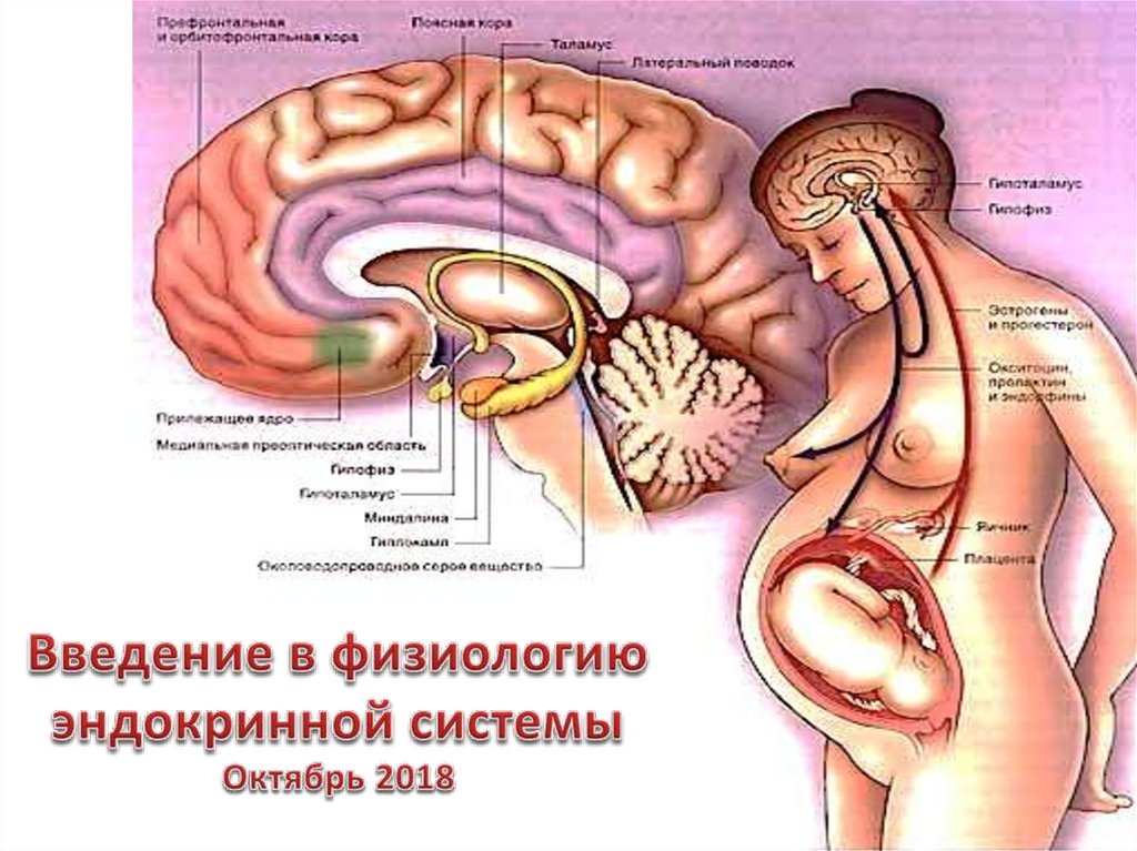 Гормоны матки. Эндокринная система при беременности. Эндокринные изменения при беременности. Эндокринная система беременной женщины. Изменения в эндокринной системе беременной.