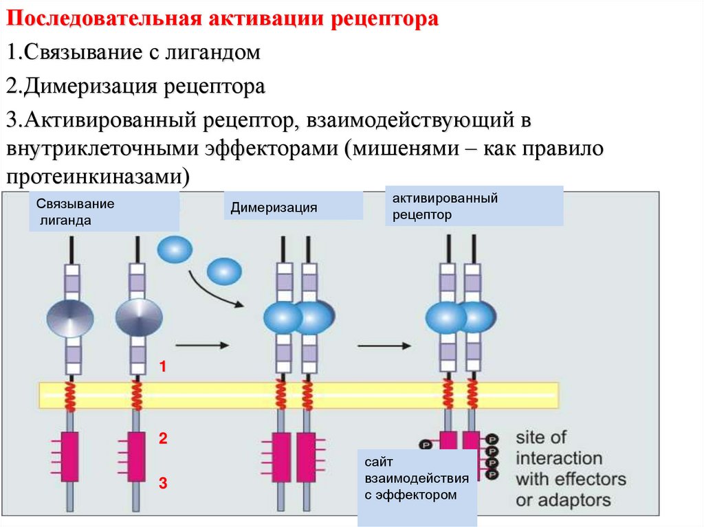 Что такое рецептор