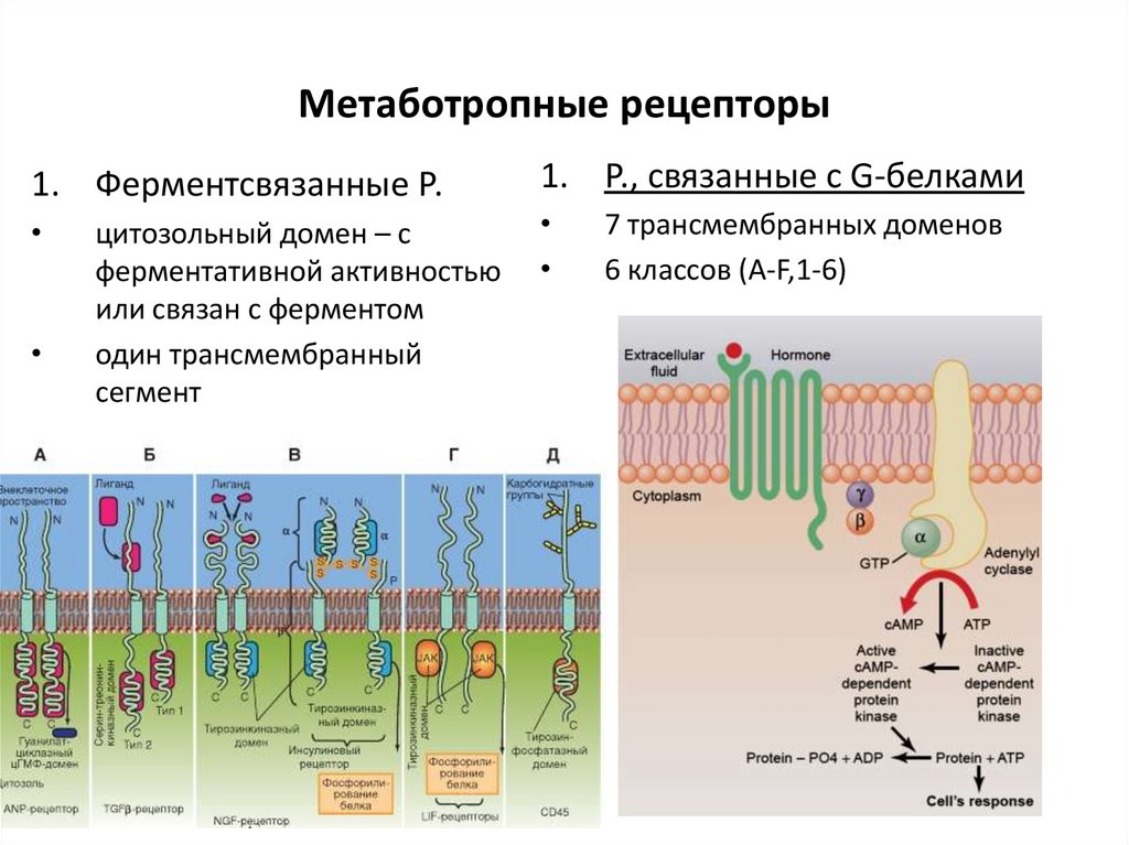 Система рецепторов. Механизм работы метаботропных рецепторов. Метеаботропне Рецептор. Метаботропные глутаматные рецепторы. Рецепторы связанные с g-белками.