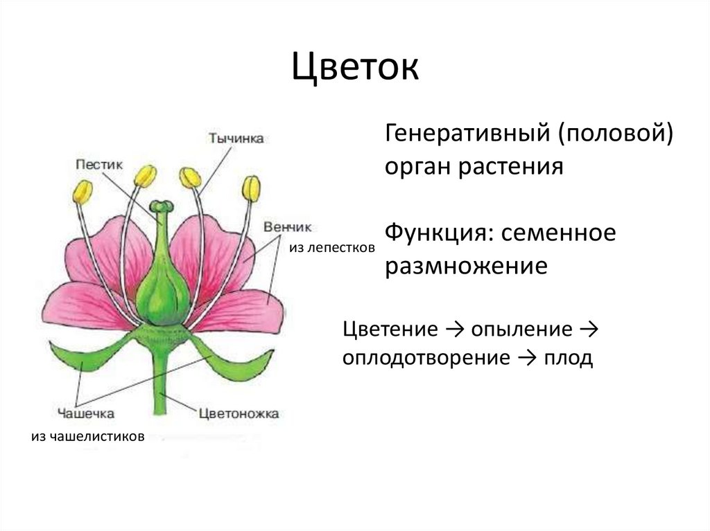 Цветок орган генеративного размножения растений. Покрытосеменные растения схема строения. Строение органов покрытосеменных растений. Генеративные органы размножения покрытосеменных.
