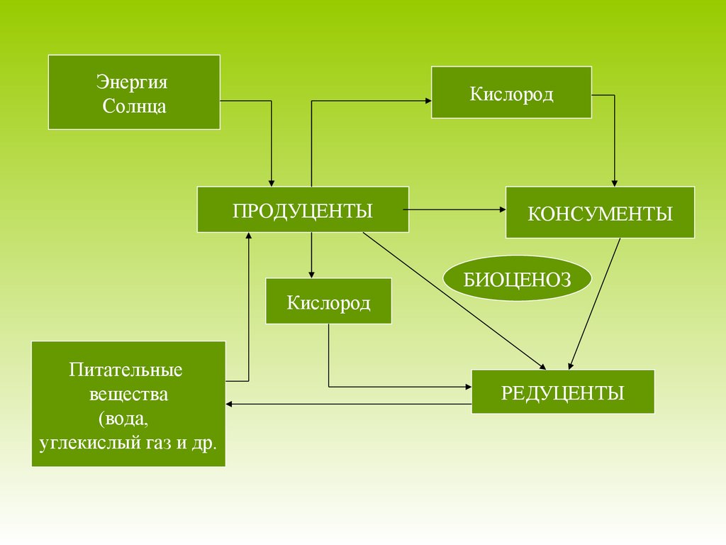 Зеленые растения являются продуцентами. Схема продуценты консументы редуценты. Структура экосистемы продуценты консументы редуценты. Укажите компоненты экосистемы продуценты консументы редуценты. Продуценты консументы и редуценты 5 класс.