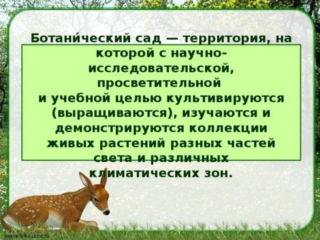 Леопардовый заказник презентация