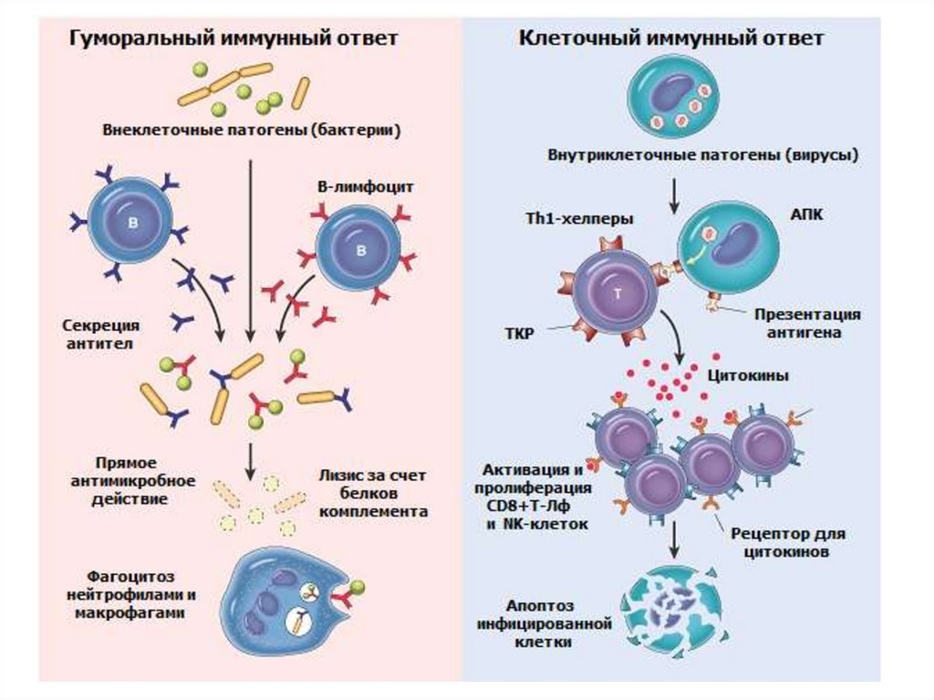 Реакция организма клетки на. Клеточный и гуморальный иммунитет схема. Клеточный и гуморальный иммунный ответ схема. Схема формирования клеточного иммунитета. Механизм клеточного иммунитета схема.