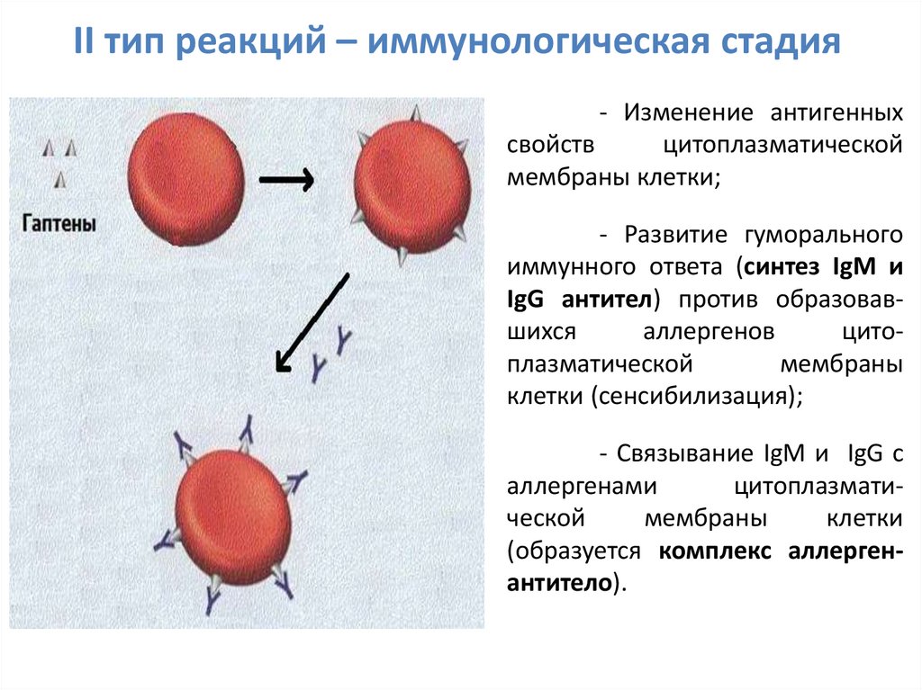 4 типа реакций. 2 Тип иммунопатологических реакций. (II Тип иммунопатологической реакции). Иммунологическая стадия. Типы иммунологических реакций.