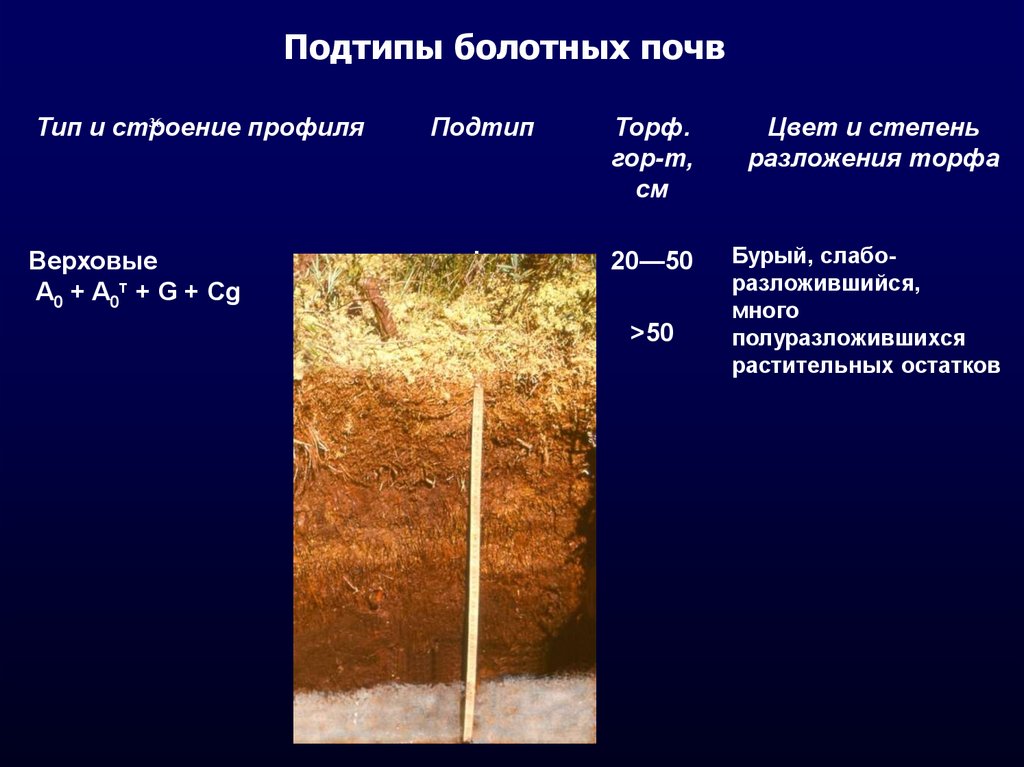 Болотный тип почвы. Болотные почвы. Подтипы болотных почв. Строение профиля болотных почв. Болотной почвы мощность горизонтов.