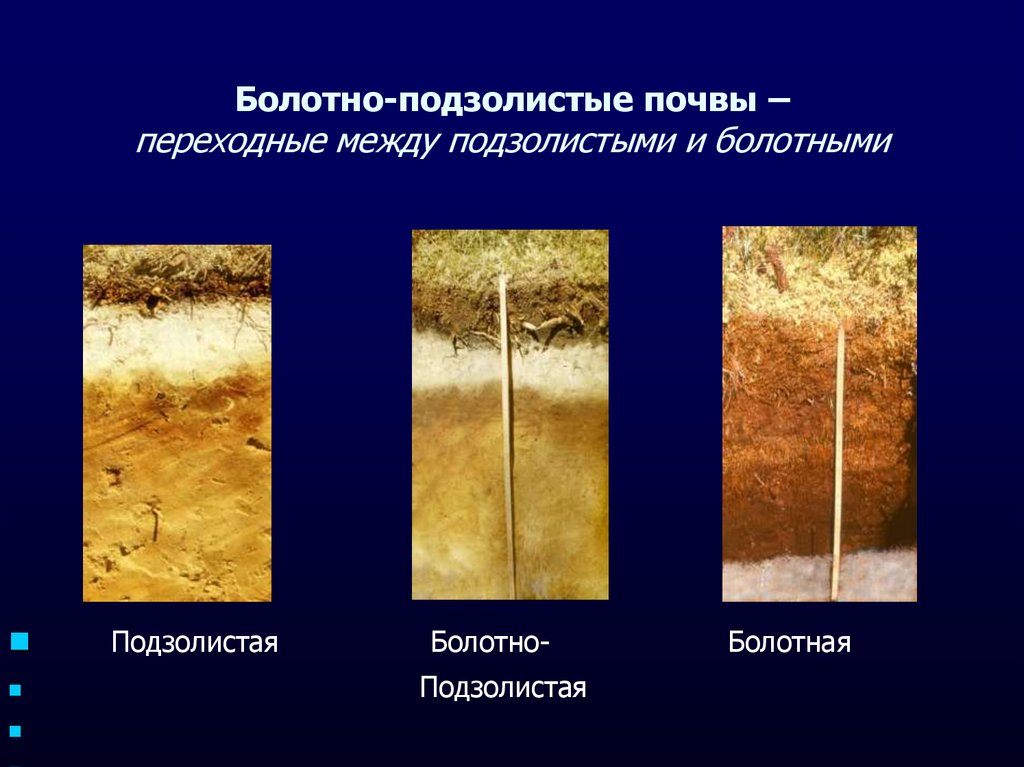 В этой зоне образуются подзолистые почвы. Болотно-подзолистые почвы. Подзолистые и подзолисто-болотные почвы. Болотные почвы. Болотная почва подзолистая почва.